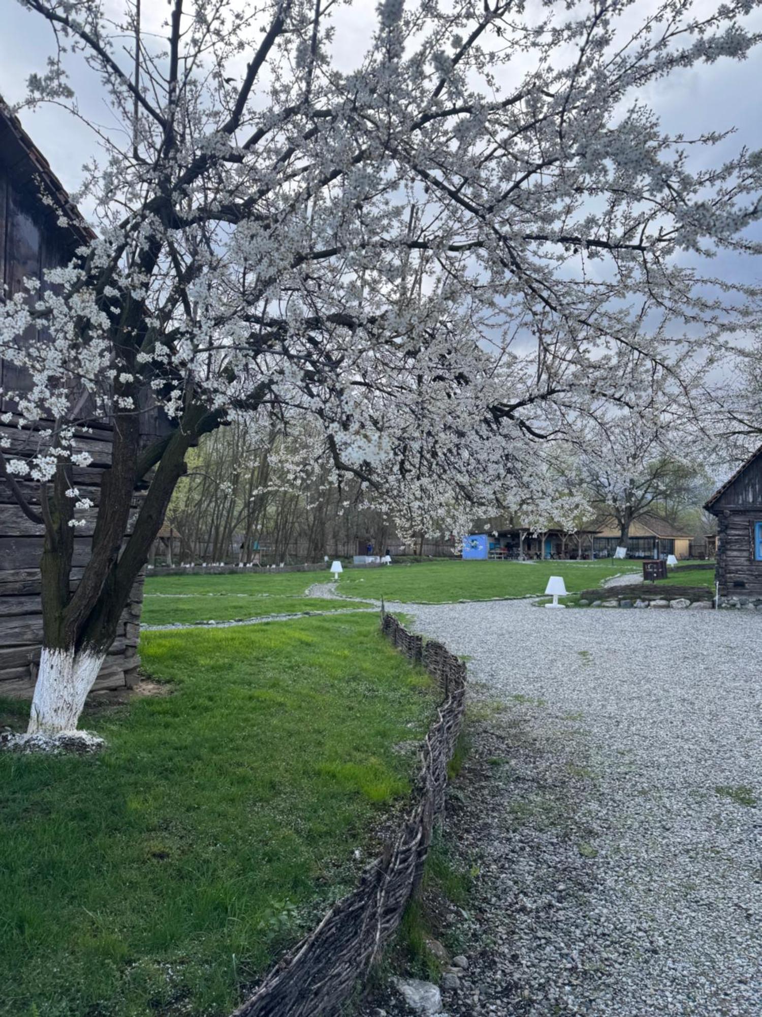 Oberwood Villa Porumbacu de Sus Bagian luar foto